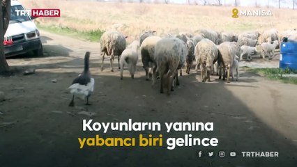 Beslediği kaz, hayvanlarına çoban oldu