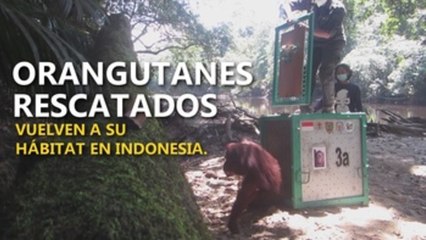 Orangutanes regresan a su hábitat en Indonesia