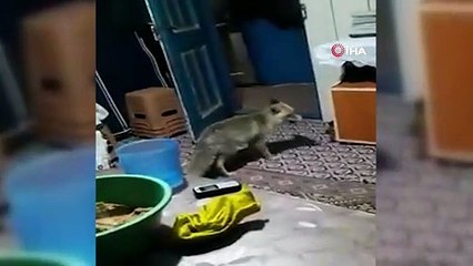 Her akşam köye inip yemek ikramını geri çevirmeyen tilki köyün maskotu oldu