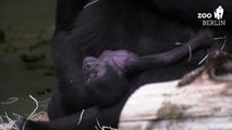 Gorilla-Baby kuschelt mit Mama: Nachwuchs in Berlin