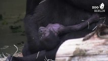 Gorilla-Baby kuschelt mit Mama: Nachwuchs in Berlin