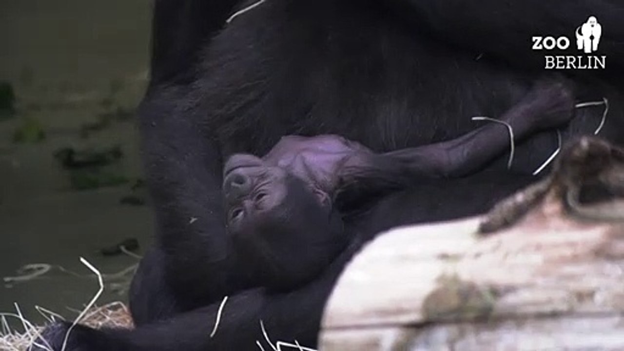 Gorilla-Baby kuschelt mit Mama: Nachwuchs in Berlin
