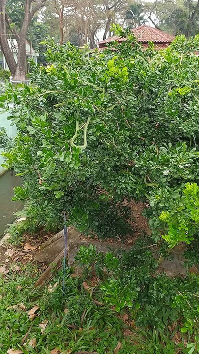 Tree Filled With Slithering Snakes