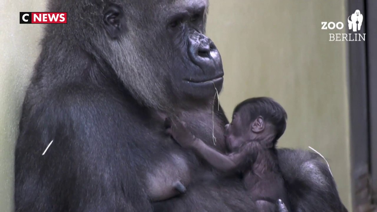 Naissance d’un bébé gorille au zoo de Berlin