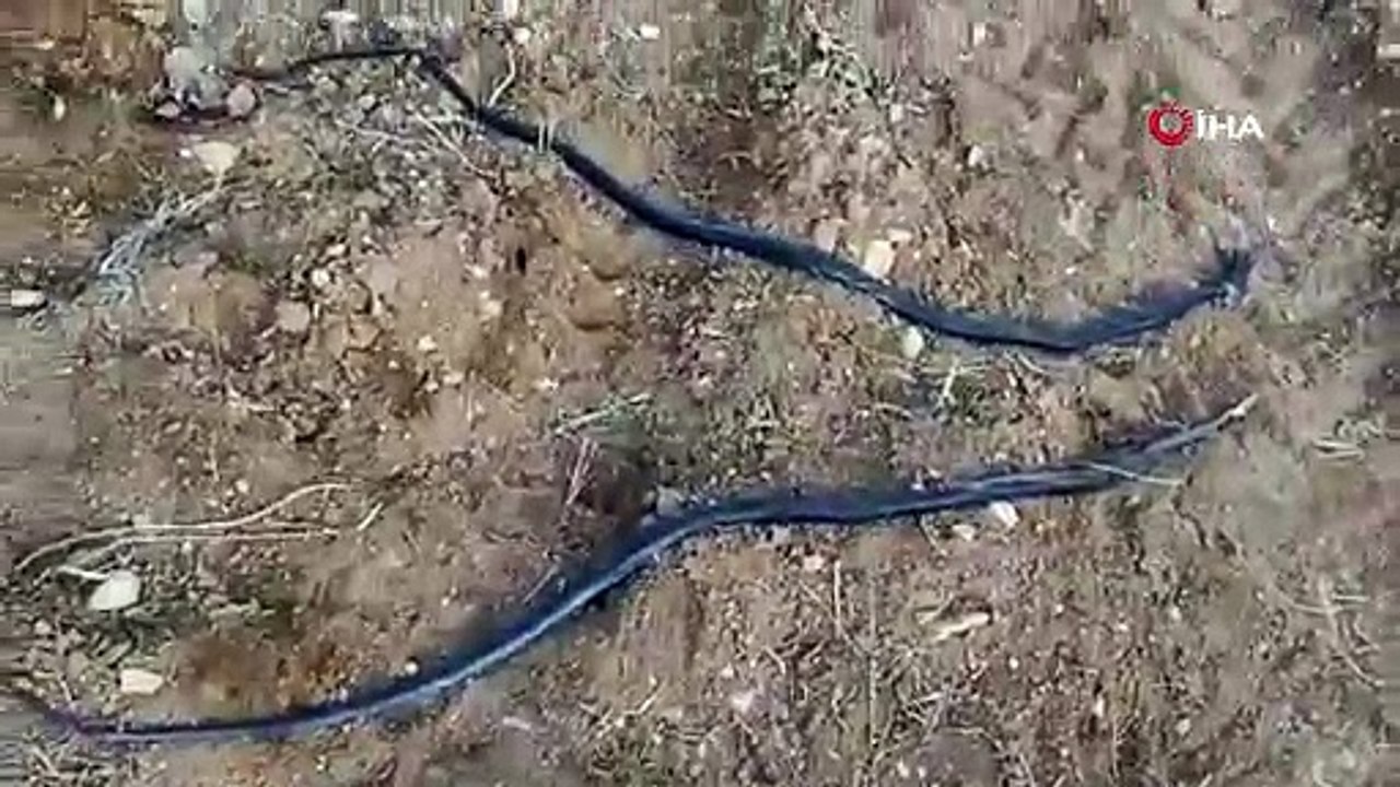 Havaların ısınmasıyla ortaya çıktılar! Bölge sakinleri tedirgin