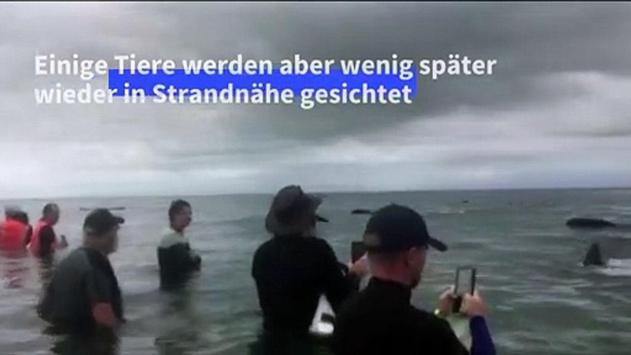 Rettungsaktion für Wale in Neuseeland