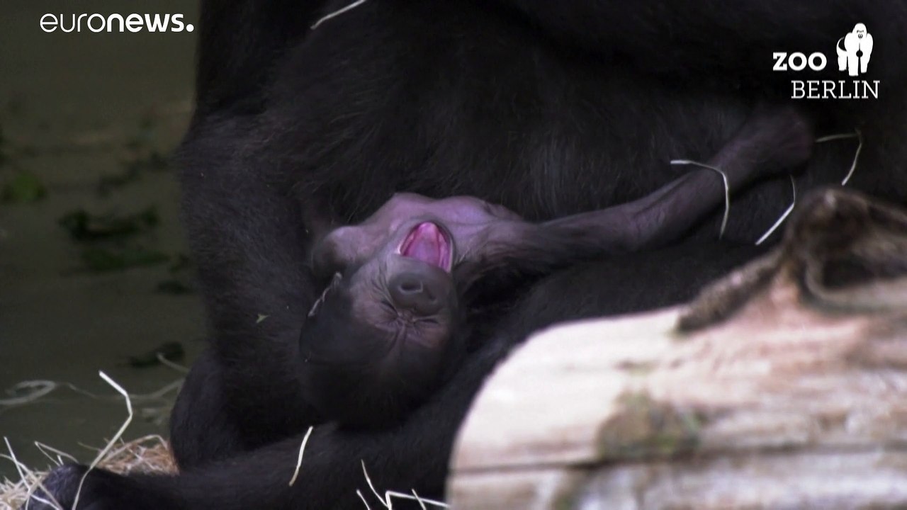 Berliner Zoo: Erstes Gorilla-Baby seit 16 Jahren geboren