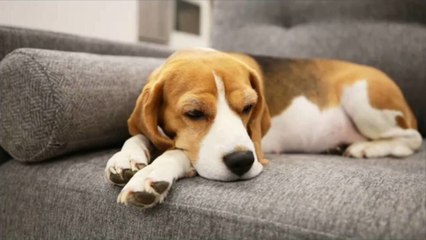 Une étude affirme que caresser des chiens et des chats aident à réduire le stress