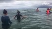 Nouvelle-Zélande : les dauphins-pilotes remis à flot mais pas encore sauvés