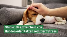 Haustier-Studie