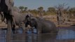 Hang With Elephants Then Hit the Pool on This $25,000 Safari in Botswana