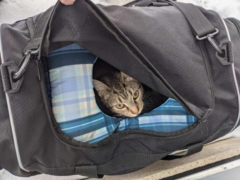 Cette mère et ses 6 chatons se retrouvent abandonnés dans un sac sur le parvis d’une église