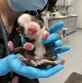 Ce chiot à 6 pattes a survécu malgré ses mutations et est en bonne santé