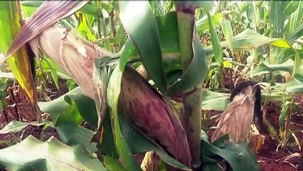 Kenya to start commercialization of Genetically Modified maize (GMO) in June