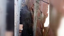 DÜZCE - Köpekten kaçarken iki duvar arasına sıkışan inek kurtarıldı