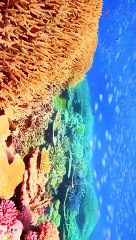 Blue Sea