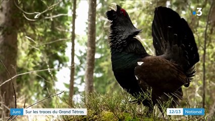 Environnement : le Grand Tétras, le "coq fou" mythique du Jura