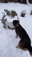 Curious Dog Smells Snow