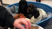 Dogs Trust Shoreham: Seven spaniel puppies taken in as eight-week-olds in December