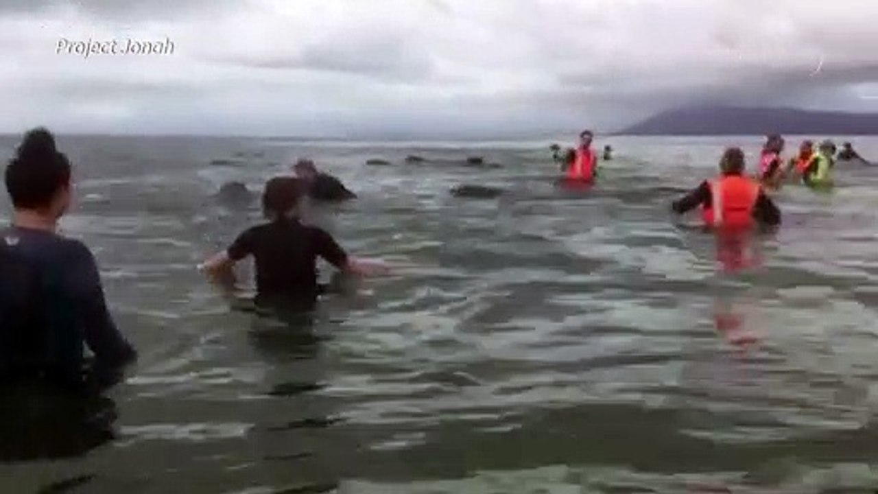 Rescatan a ballenas varadas en Nueva Zelanda pero la preocupación continúa