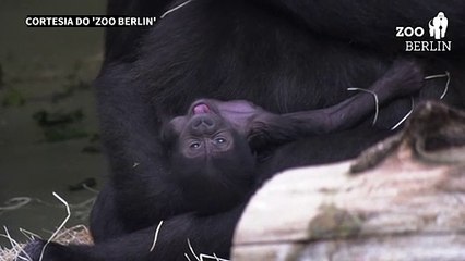 Bebê gorila em Berlim