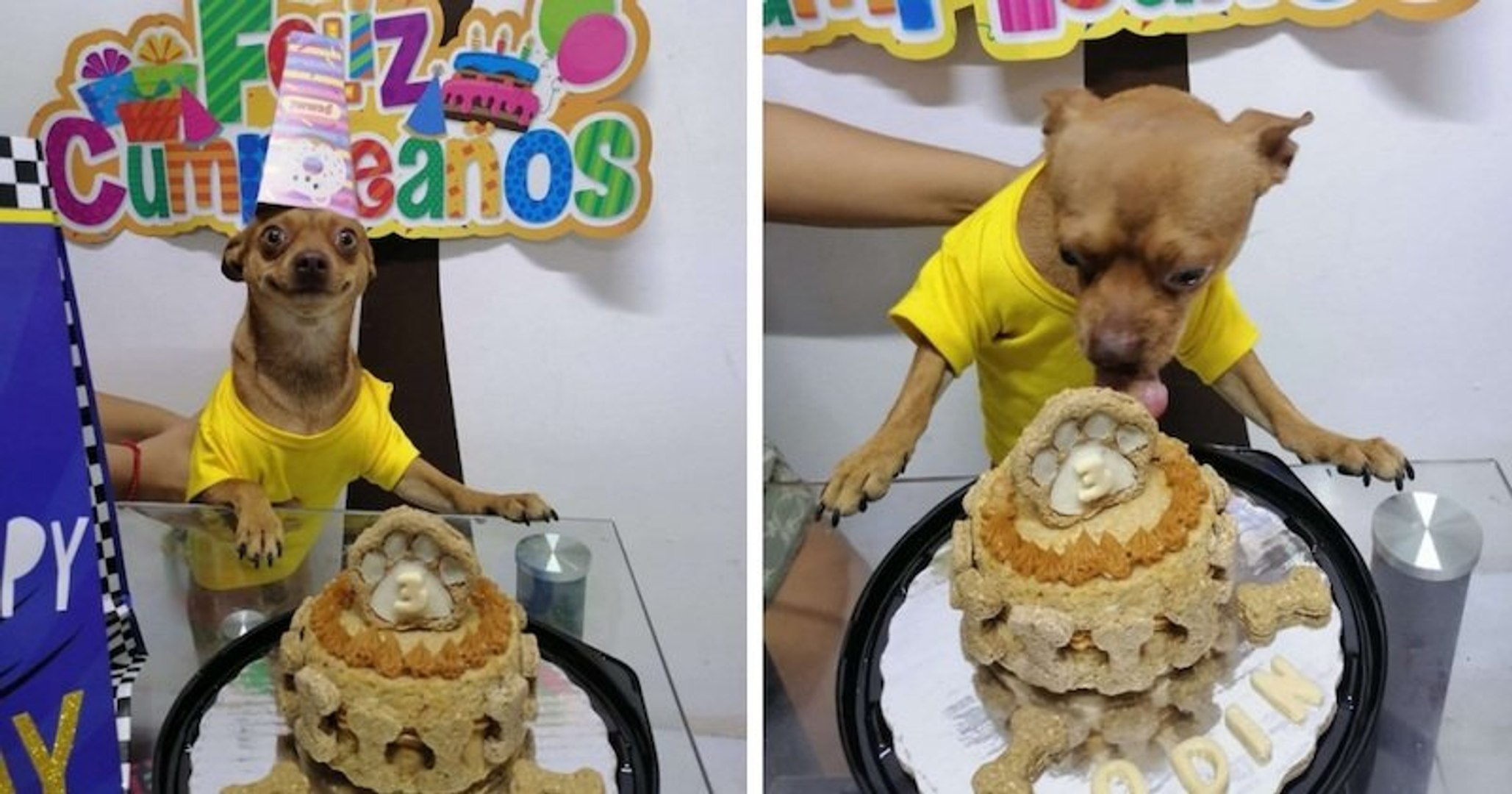 Ce Chihuahua Est Si Heureux Que Ses Maitres Se Souviennent De Son Anniversaire Video Dailymotion