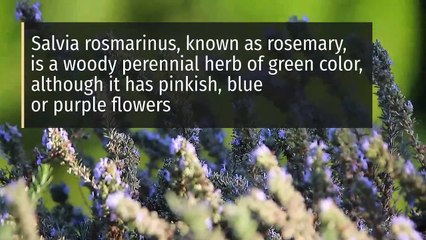 8 Health Benefits of Rosemary
