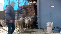 Koyunlara Çobanlık Yapan Kaz İlgi Odağı Oldu
