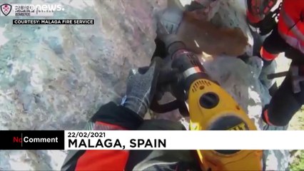 Спасение бродячей собаки в Малаге