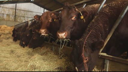 UK farmers worried over effects of Brexit on agriculture