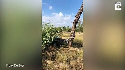 Il réussit à faire reculer un rhinocéros qui charge