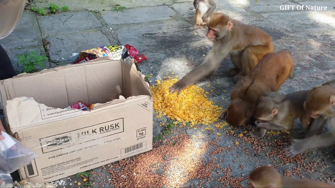 Monkey attacked during feeding time __ monkey feeding __ dangerous monkey __ hun_Full-HD