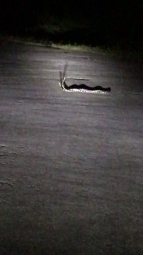Snakes Tangle up in the Middle of the Road