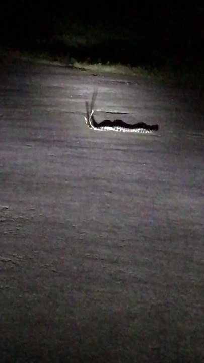 Snakes Tangle up in the Middle of the Road