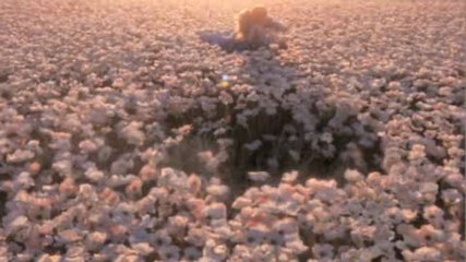 30sec with tag H264 855x480