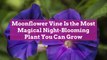 Moonflower Vine Is the Most Magical Night-Blooming Plant You Can Grow