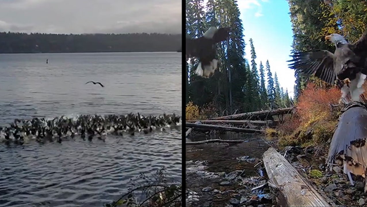 Those Ducks Are Sitting Ducks! & Eagle Defends Lunch