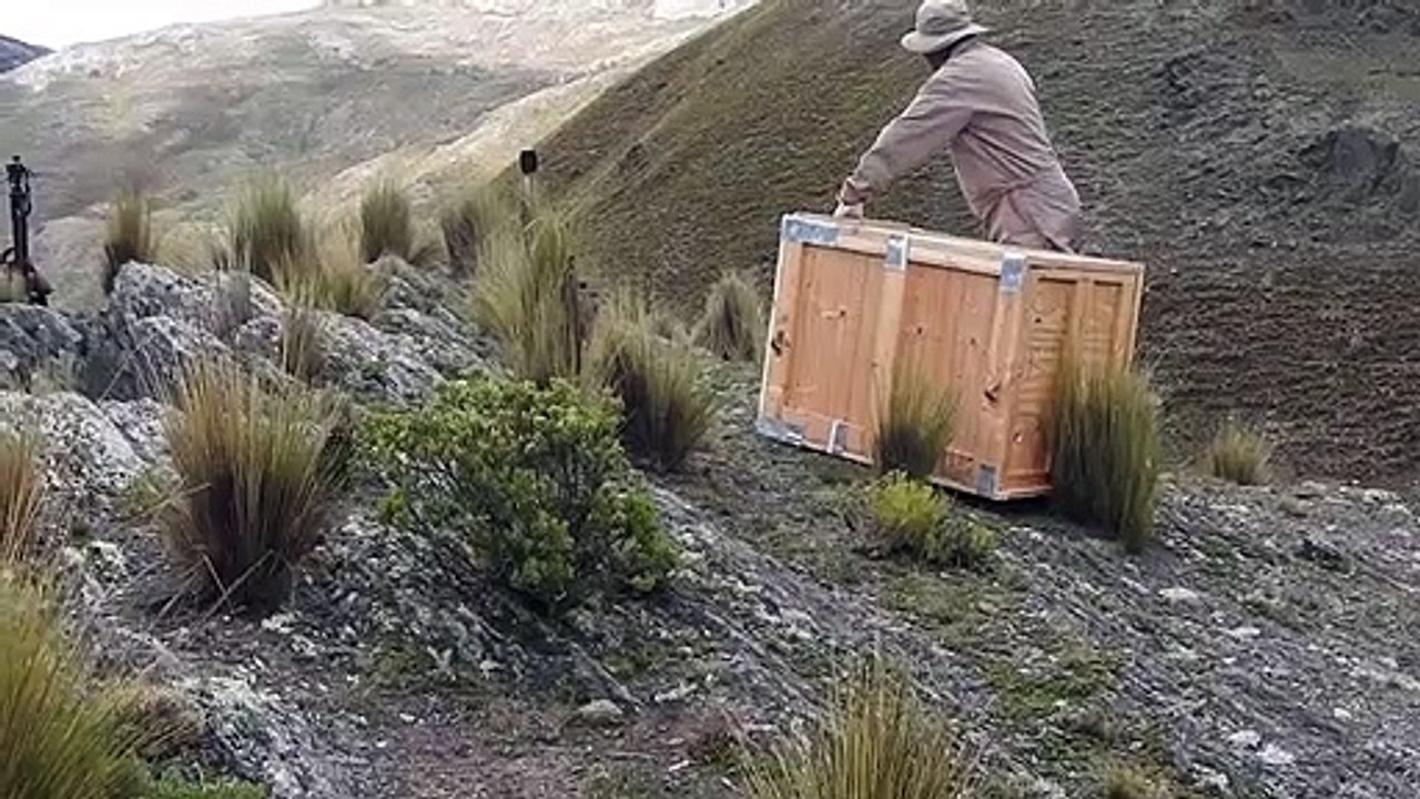 Este es el momento en el que los dos cóndores fueron liberados y alzaron vuelo