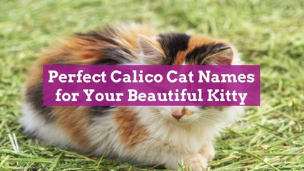 Perfect Calico Cat Names for Your Beautiful Kitty