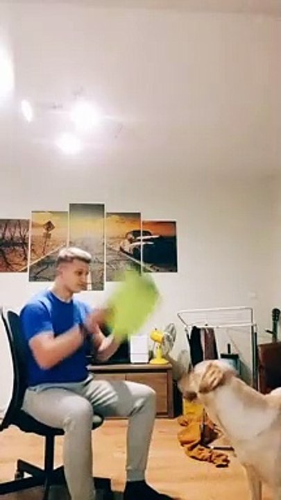 Playful Lab Baffled by Bucket