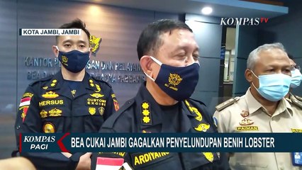 Penyelundupan Ribuan Benih Lobster Dalam Kardus Rokok Digagalkan di Jalan Lintas Sumatera