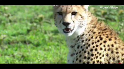 Lion Saves Baby Deer From Hungry Leopard Tiger_HD