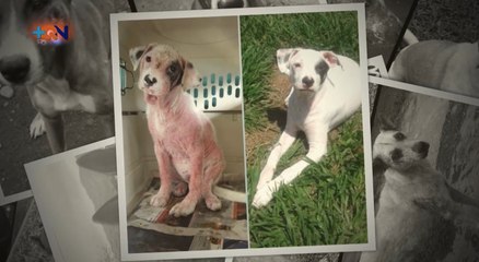mqn-rescata-perros-de-la-calle-2302212