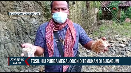 Kronologi Penemuan Fosil Gigi Hiu Purba Megalodon di Sukabumi