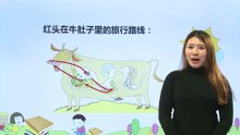 10在牛肚里旅行|小学语文课文|三年级上