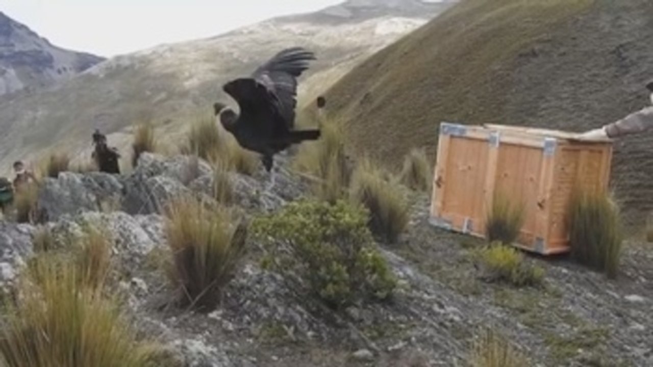 Dos cóndores retornan a su hábitat luego de matanza de 34 de esas aves en Bolivia