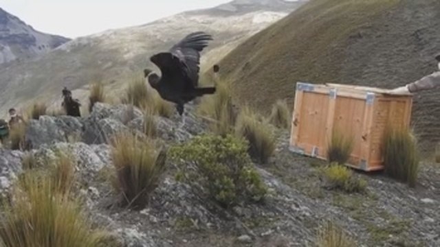 Dos cóndores retornan a su hábitat luego de matanza de 34 de esas aves en Bolivia