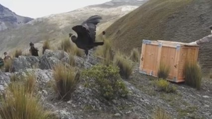 Dos cóndores retornan a su hábitat luego de matanza de 34 de esas aves en Bolivia