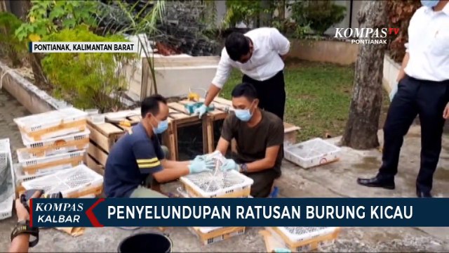 Tim Gabungan Gagalkan Penyelundupan Ratusan Burung Kicau di Pontianak