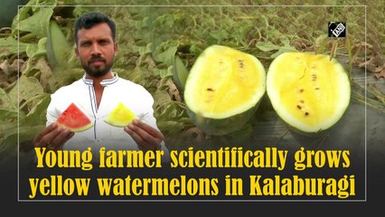 Farmer scientifically grows yellow watermelons in Kalaburagi